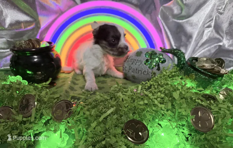 Tiny White Brindle Boy (kbr/kbr)