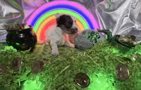 Tiny White Brindle Boy (kbr/kbr), a male Yorkshire Terrier for sale in Shreveport, LA – Photo 1 of 9