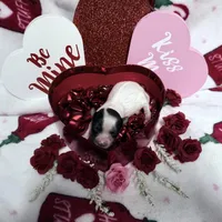 Tiny White Brindle Boy (kbr/kbr), a male Yorkshire Terrier for sale in Shreveport, LA – Photo 5 of 9