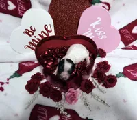 Tiny White Brindle Boy , a male Yorkshire Terrier for sale in Shreveport, LA – Photo 4 of 8