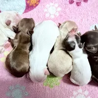 Tiny White Brindle Boy (kbr/kbr), a male Yorkshire Terrier for sale in Shreveport, LA – Photo 9 of 9