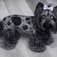 Captain: Black Merle, blue eye, a male Yorkshire Terrier for sale in Shreveport, LA – Photo 9 of 10