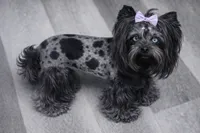 Captain: Black Merle, blue eye, a male Yorkshire Terrier for sale in Shreveport, LA – Photo 9 of 10