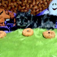 Captain: Black Merle, blue eye, a male Yorkshire Terrier for sale in Shreveport, LA – Photo 6 of 10