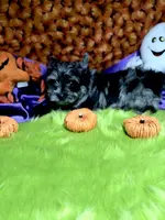 Captain: Black Merle, blue eye, a male Yorkshire Terrier for sale in Shreveport, LA – Photo 6 of 10