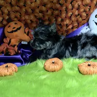 Captain: Black Merle, blue eye, a male Yorkshire Terrier for sale in Shreveport, LA – Photo 7 of 10