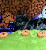 Captain: Black Merle, blue eye, a male Yorkshire Terrier for sale in Shreveport, LA – Photo 7 of 10