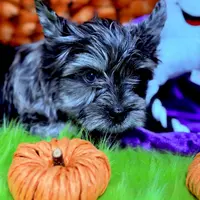 Captain: Black Merle, blue eye, a male Yorkshire Terrier for sale in Shreveport, LA – Photo 8 of 10