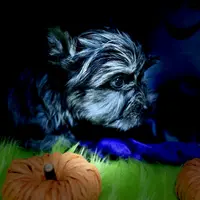 Captain: Black Merle, blue eye, a male Yorkshire Terrier for sale in Shreveport, LA – Photo 1 of 10