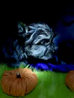 Captain: Black Merle, blue eye, a male Yorkshire Terrier for sale in Shreveport, LA – Photo 1 of 10