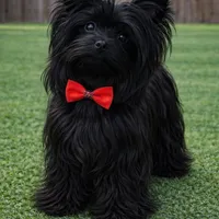 Captain: Black Merle, blue eye, a male Yorkshire Terrier for sale in Shreveport, LA – Photo 10 of 10