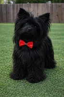 Captain: Black Merle, blue eye, a male Yorkshire Terrier for sale in Shreveport, LA – Photo 10 of 10