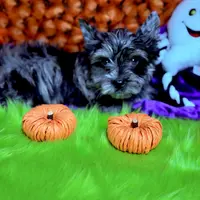 Captain: Black Merle, blue eye, a male Yorkshire Terrier for sale in Shreveport, LA – Photo 2 of 10