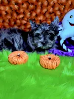 Captain: Black Merle, blue eye, a male Yorkshire Terrier for sale in Shreveport, LA – Photo 2 of 10