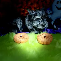 Captain: Black Merle, blue eye, a male Yorkshire Terrier for sale in Shreveport, LA – Photo 4 of 10