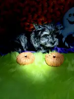 Captain: Black Merle, blue eye, a male Yorkshire Terrier for sale in Shreveport, LA – Photo 4 of 10