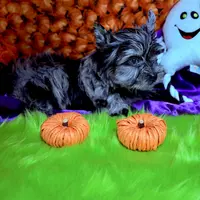 Captain: Black Merle, blue eye, a male Yorkshire Terrier for sale in Shreveport, LA – Photo 3 of 10