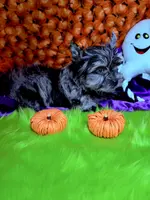 Captain: Black Merle, blue eye, a male Yorkshire Terrier for sale in Shreveport, LA – Photo 3 of 10