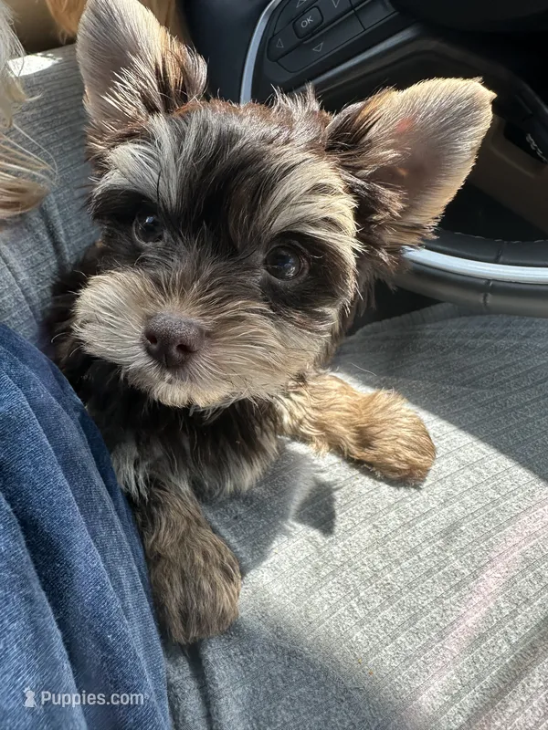 Meleys  – Yorkshire Terrier puppy for sale in Shreveport, LA
