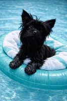Vermax: KB Chocolate Boy, a male Yorkshire Terrier for sale in Shreveport, LA – 3 of 3