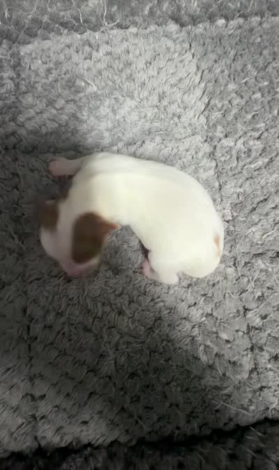 Extreme white Chocoberry girl, a female Yorkshire Terrier for sale in Shreveport, LA – 8 of 8