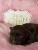 Chocolate Girl - possibly brindle, a female Yorkshire Terrier for sale in Shreveport, LA – 5 of 5