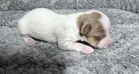 Extreme white Chocoberry girl, a female Yorkshire Terrier for sale in Shreveport, LA – 2 of 8