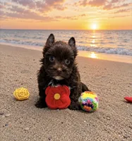 NOVA: KB Chocolate Girl , a female Yorkshire Terrier for sale in Shreveport, LA – 2 of 10