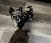 Balerion - KB Black Merle Boy , a male Yorkshire Terrier for sale in Shreveport, LA – 7 of 9