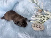 Full suited Chocolate Sable Brindle Boy, a male Yorkshire Terrier for sale in Shreveport, LA – 2 of 7