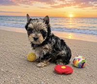 Merle Girl, a female Yorkshire Terrier for sale in Shreveport, LA – 1 of 10