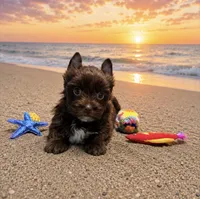 NOVA: KB Chocolate Girl , a female Yorkshire Terrier for sale in Shreveport, LA – 1 of 10