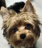 Extreme white Chocoberry girl, a female Yorkshire Terrier for sale in Shreveport, LA – 6 of 8
