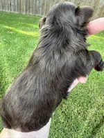 KB Chocolate Girl , a female Yorkshire Terrier for sale in Shreveport, LA – 8 of 9