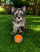 RARE Brindle merle Yorkie Boy, a male Yorkshire Terrier for sale in Shreveport, LA – 3 of 3