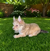 Chocolate Sable Yorkie Boy, a male Yorkshire Terrier for sale in Shreveport, LA – 3 of 3