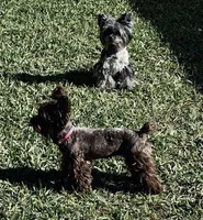 KB Chocolate Female, a female Yorkshire Terrier for sale in Shreveport, LA – 5 of 5
