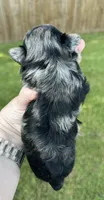 Merle Girl, a female Yorkshire Terrier for sale in Shreveport, LA – 6 of 7