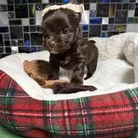 WALLY: KB chocolate boy, a male Yorkshire Terrier for sale in Shreveport, LA – Photo 4 of 6