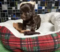 WALLY: KB chocolate boy, a male Yorkshire Terrier for sale in Shreveport, LA – Photo 4 of 6