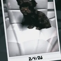 WALLY: KB chocolate boy, a male Yorkshire Terrier for sale in Shreveport, LA – Photo 2 of 6