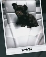 WALLY: KB chocolate boy, a male Yorkshire Terrier for sale in Shreveport, LA – Photo 2 of 6