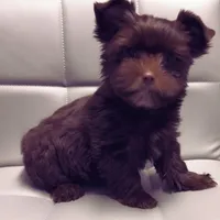 WALLY: KB chocolate boy, a male Yorkshire Terrier for sale in Shreveport, LA – Photo 3 of 6