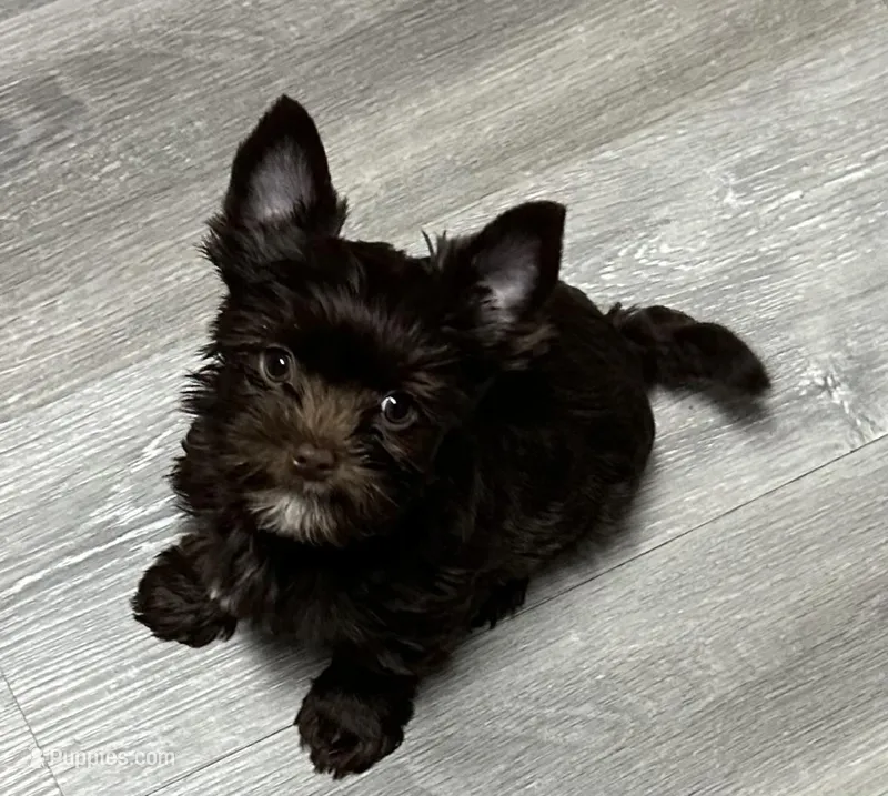 WALLY: KB chocolate boy