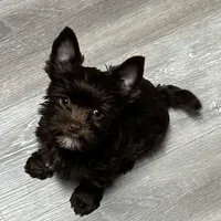 WALLY: KB chocolate boy, a male Yorkshire Terrier for sale in Shreveport, LA – Photo 1 of 6