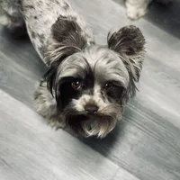 WALLY: KB chocolate boy, a male Yorkshire Terrier for sale in Shreveport, LA – Photo 6 of 6