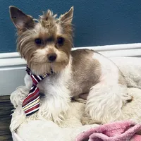 WALLY: KB chocolate boy, a male Yorkshire Terrier for sale in Shreveport, LA – Photo 5 of 6