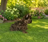Chocolate Brindle Yorkie Boy, a male Yorkshire Terrier for sale in Shreveport, LA – 2 of 3