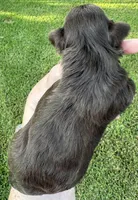 KB Chocolate Girl , a female Yorkshire Terrier for sale in Shreveport, LA – 7 of 9