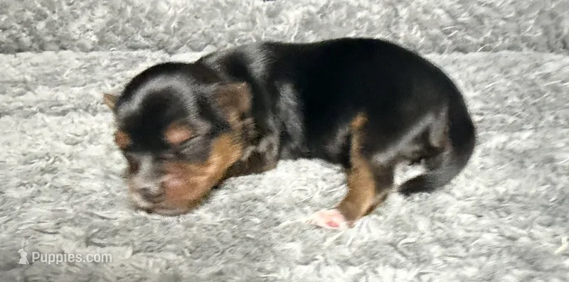 Traditional Boy  – Yorkshire Terrier puppy for sale in Shreveport, LA
